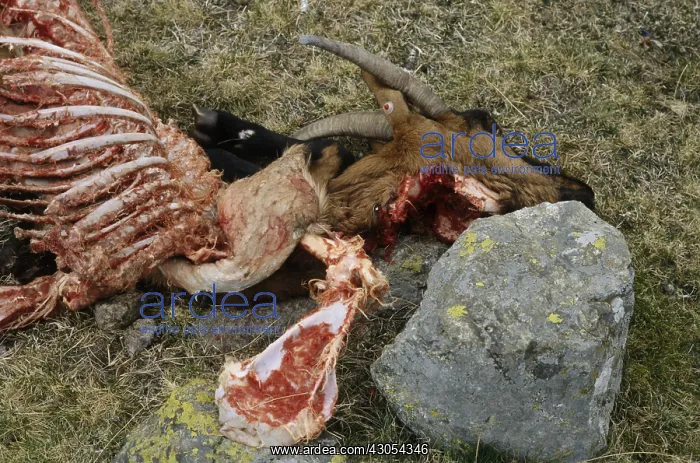 : Goat killed by wolves PN Mercantour France : Goat killed by wolves PN Mercantour France
