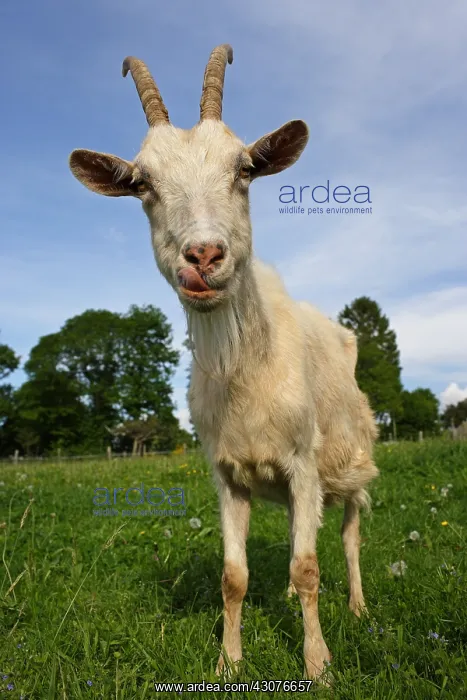 : Goat Lonlay l'Abbaye Orne Manche : Goat Lonlay l'Abbaye Orne Manche