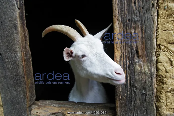  : Goat - looking out of barn door