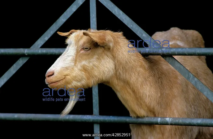  : Goat - looking through fence