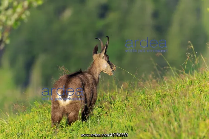 : Goat looking across green meadow into the distance : Goat looking across green meadow into the distance