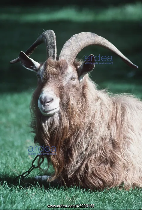 : GOAT - male, Billy Goat : GOAT - male, Billy Goat