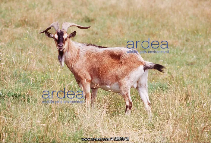 : Goat - male standing : Goat - male standing