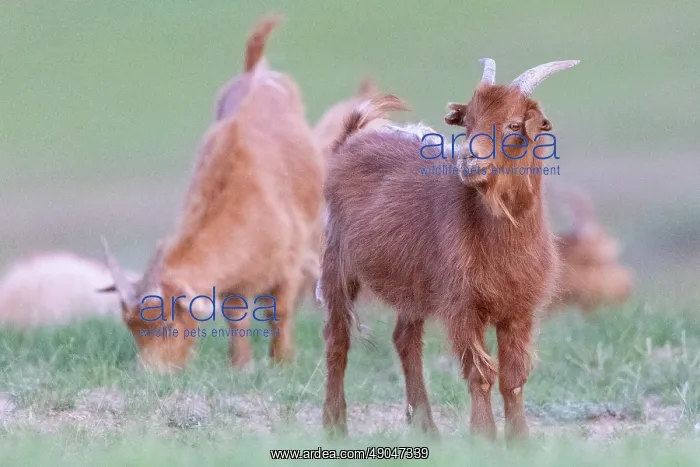 : Goat in Mongolia : Goat in Mongolia