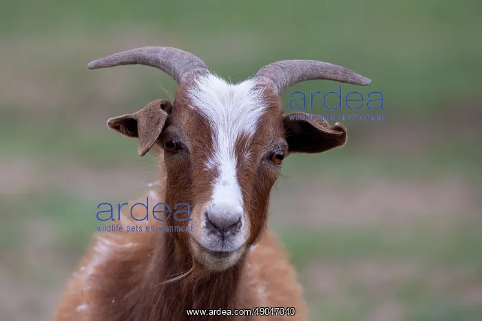 : Goat in Mongolia : Goat in Mongolia