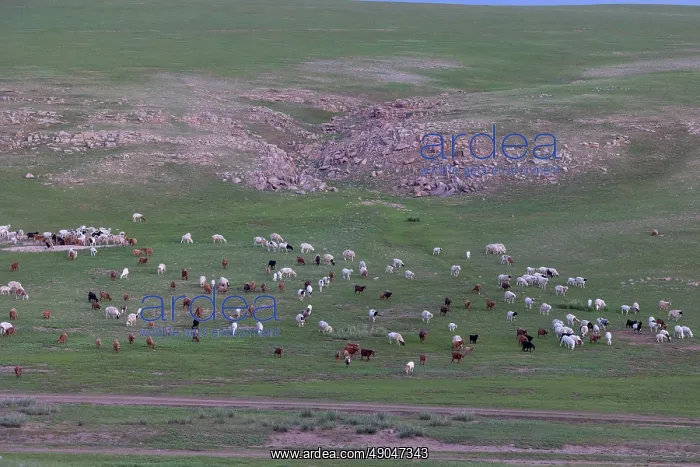 : Goat in Mongolia : Goat in Mongolia