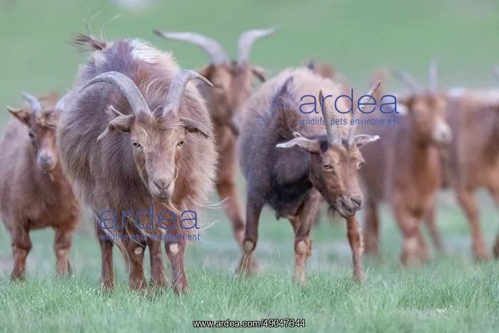: Goat in Mongolia : Goat in Mongolia