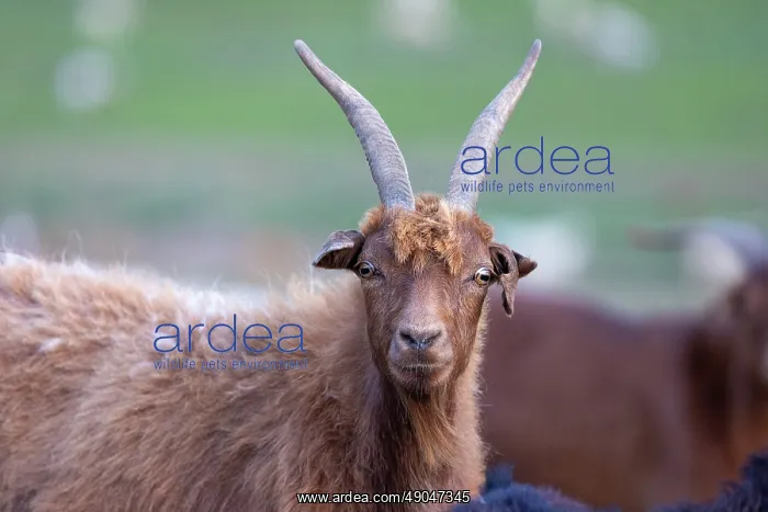 : Goat in Mongolia : Goat in Mongolia