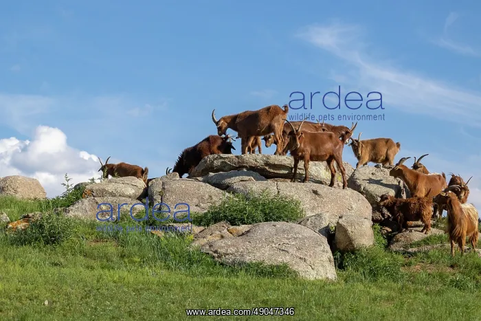 : Goat in Mongolia : Goat in Mongolia