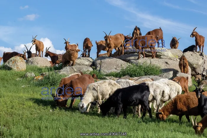 : Goat in Mongolia : Goat in Mongolia