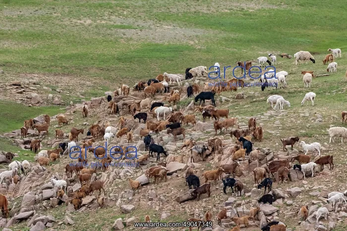 : Goat in Mongolia : Goat in Mongolia