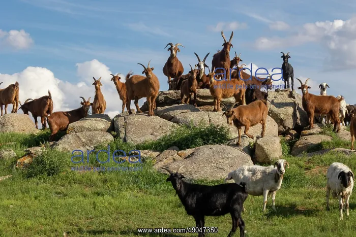 : Goat in Mongolia : Goat in Mongolia