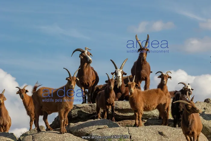 : Goat in Mongolia : Goat in Mongolia