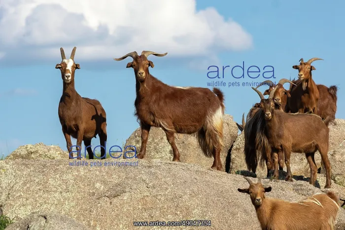 : Goat in Mongolia : Goat in Mongolia