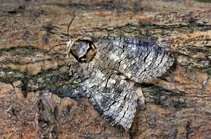  : Goat Moth (Coccus coccus). Belgium