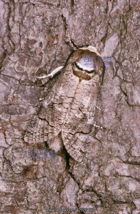  : GOAT MOTH (Cossus cossus)