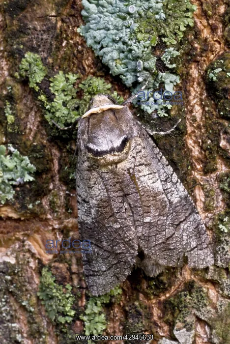 : Goat Moth (Cossus cossus). Bukk National Park - Hungary : Goat Moth (Cossus cossus). Bukk National Park - Hungary