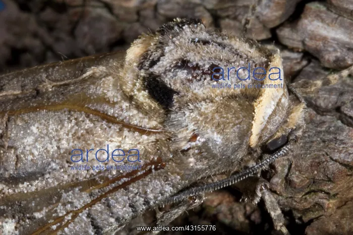 : Goat Moth (Cossus cossus) close up : Goat Moth (Cossus cossus) close up