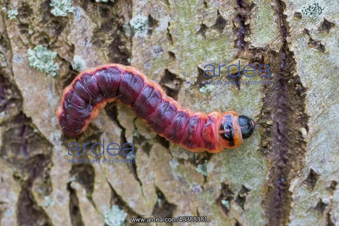 : Goat Moth - caterpilla on bark - Germany : Goat Moth - caterpilla on bark - Germany