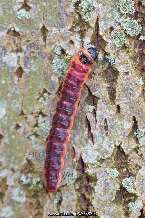: Goat Moth - caterpilla on bark - Germany : Goat Moth - caterpilla on bark - Germany