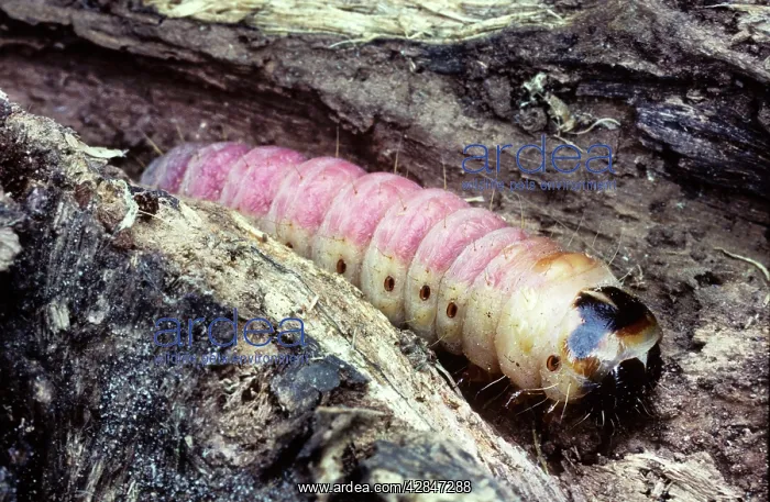 : Goat Moth - caterpillar : Goat Moth - caterpillar