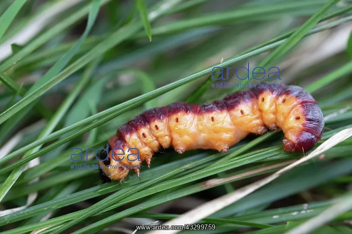 : Goat moth (Cossus cossus), caterpillar on grass : Goat moth (Cossus cossus), caterpillar on grass