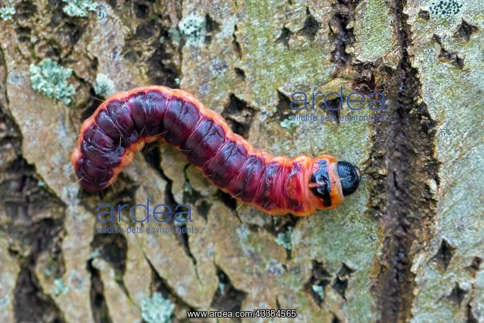 : Goat moth (Cossus cossus) (Phalaena cossus) caterpillar : Goat moth (Cossus cossus) (Phalaena cossus) caterpillar