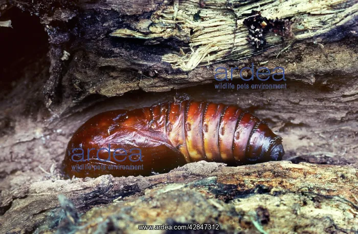 : Goat Moth - pupa : Goat Moth - pupa
