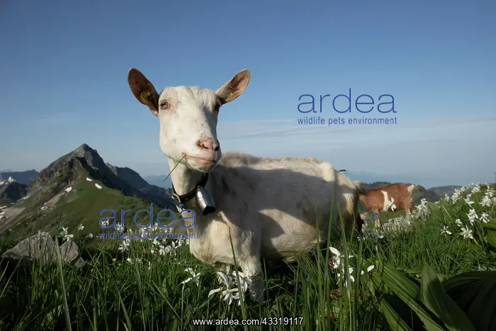 : Goat in a mountain meadow covered with Poet's Na : Goat in a mountain meadow covered with Poet's Na
