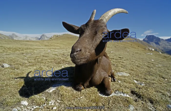 : Goat in mountain pasture fall PN Mercantour : Goat in mountain pasture fall PN Mercantour