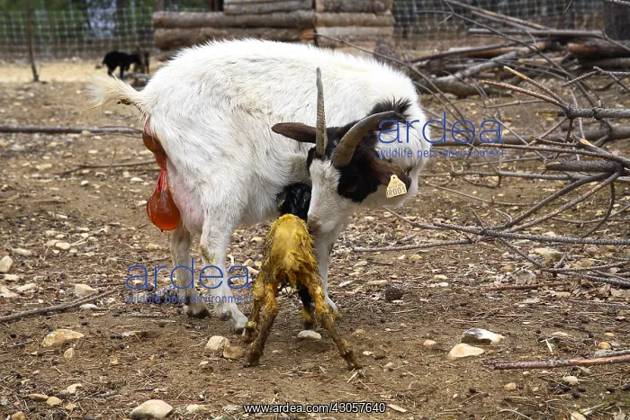 : Goat and its newborn Kid France : Goat and its newborn Kid France