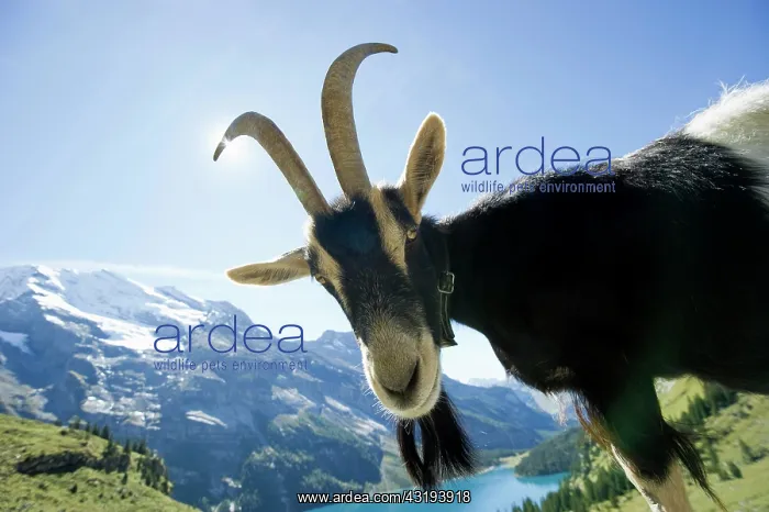 : Goat, Oeschinensee Lake, Kandersteg, Bernese Oberland : Goat, Oeschinensee Lake, Kandersteg, Bernese Oberland