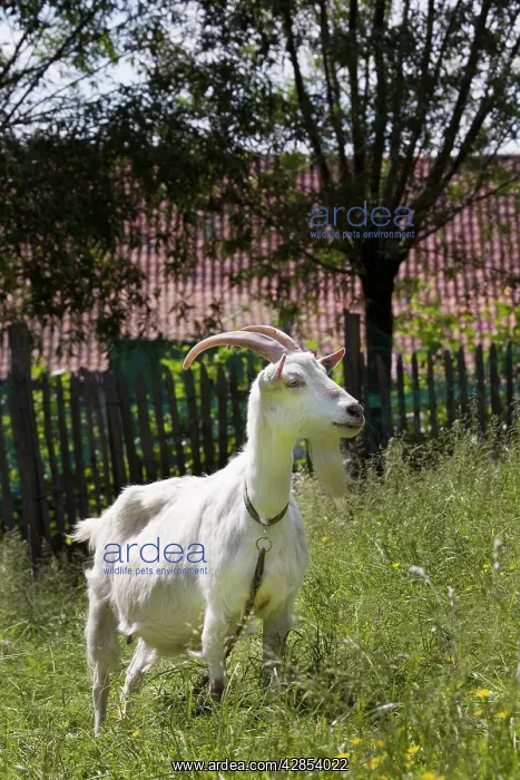  : Goat in orchard
