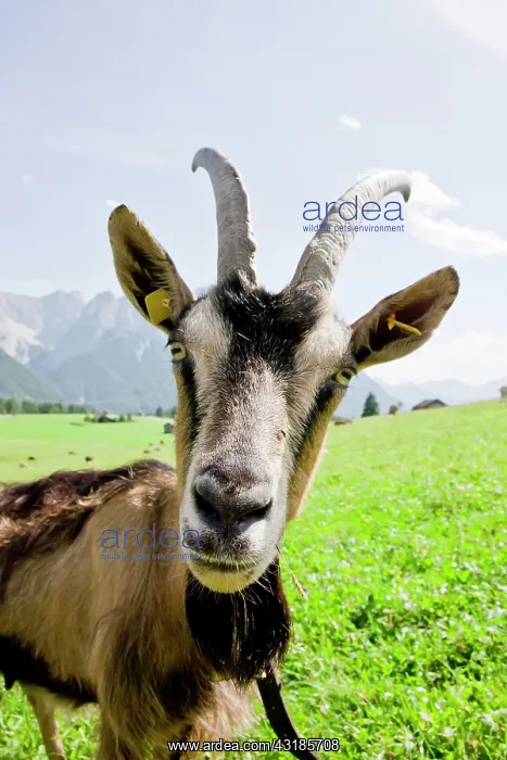 : Goat on a pasture, Goas-Alm, Mittenwald, Upper Bavaria : Goat on a pasture, Goas-Alm, Mittenwald, Upper Bavaria