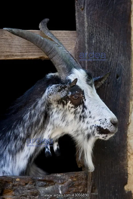 : Goat race in Lorraine Ecomuseum Haute-Alsace France : Goat race in Lorraine Ecomuseum Haute-Alsace France