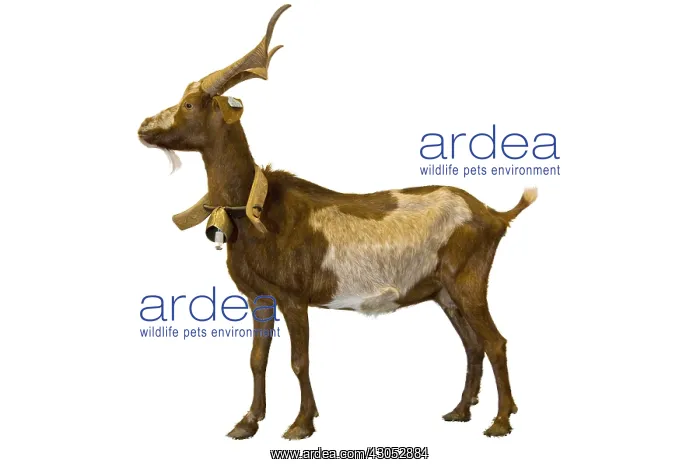: A Goat rove : A Goat rove