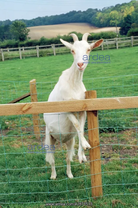  : Goat - Saanen breed