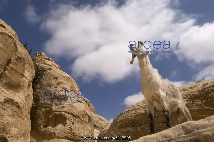: Goat on the site Beidah near Petra in Jordan : Goat on the site Beidah near Petra in Jordan