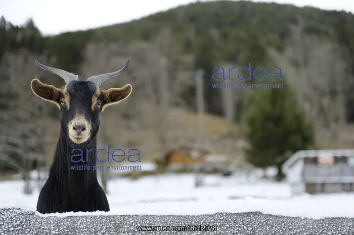 : Goat in Snow Valley Munster Vosges France : Goat in Snow Valley Munster Vosges France