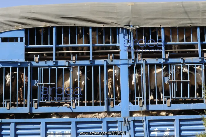 : Goat transport truck in Yunnan China : Goat transport truck in Yunnan China