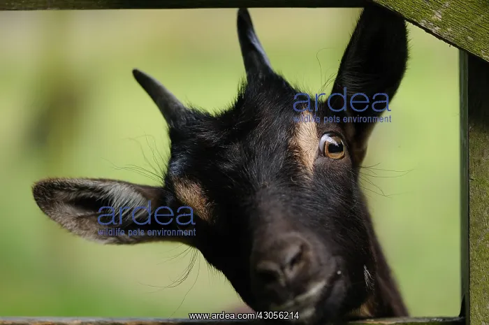 : Goat watching behind a wooden barrier Normandie : Goat watching behind a wooden barrier Normandie