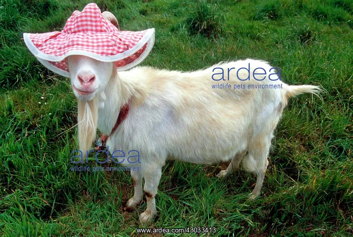  : Goat wearing a floppy hat