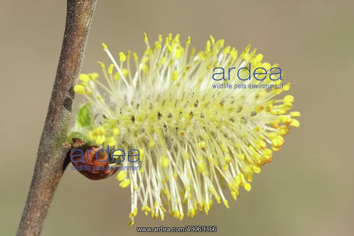 : Goat Willow : Goat Willow