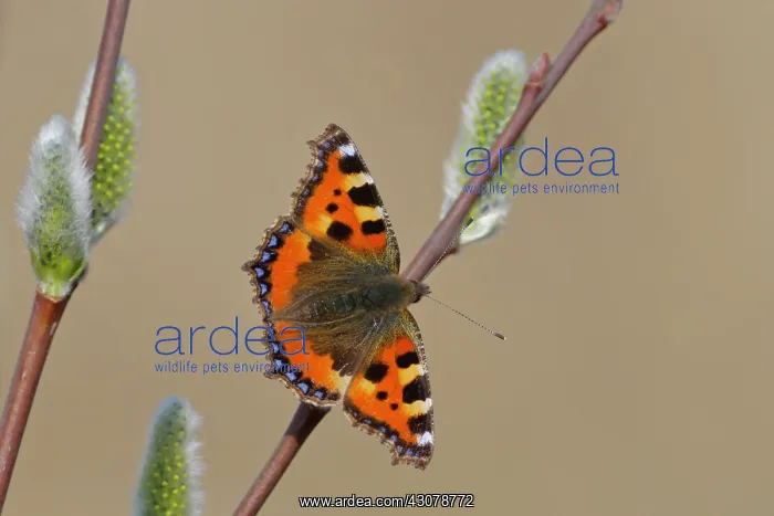 : Goat Willow : Goat Willow