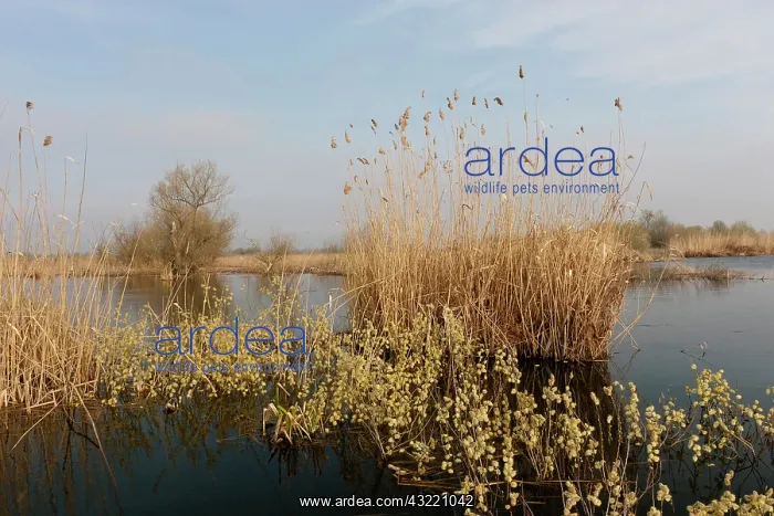 : Goat Willow in the Danube Delta during spring : Goat Willow in the Danube Delta during spring