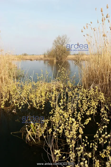 : Goat Willow in the Danube Delta during spring : Goat Willow in the Danube Delta during spring
