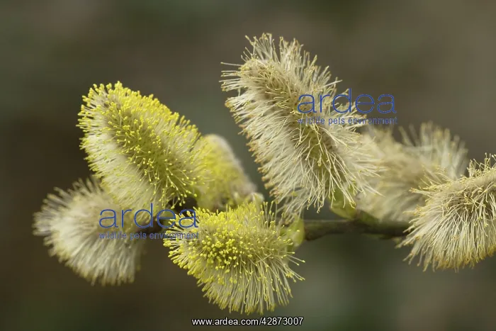 : Goat willow in flower - male catkins. 'pussy willows' : Goat willow in flower - male catkins. 'pussy willows'