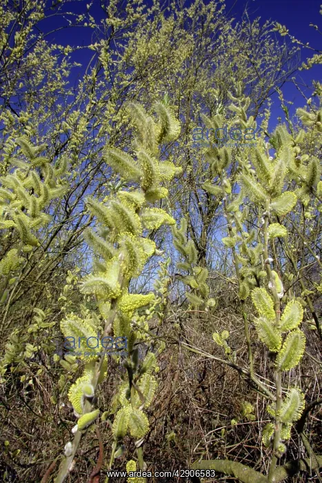  : Goat Willow  /  Great Sallow - Flowering catkins