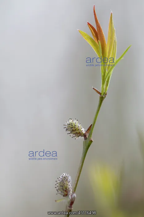 : Goat willow (Salix caprea) in early spring : Goat willow (Salix caprea) in early spring
