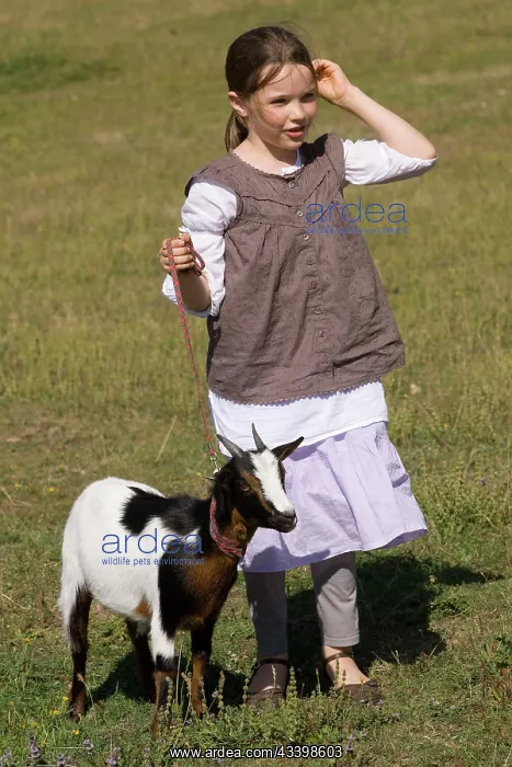  : Goat - young girl with pygmy goat on lead